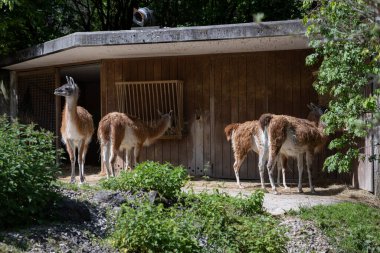 Bir grup guanaco gölgeli bir hayvanat bahçesindeki ahşap bir barınağın yakınında toplanıyor. - Evet. Yüksek kalite fotoğraf