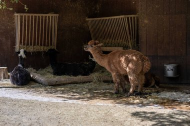 Bir grup alpaka, duvarlara saman besleyicileri monte edilmiş gölgeli bir ahşap duvarda dinleniyor ve otluyor. Bir açık kahverengi alpaka ön planda dururken, iki koyu alpaka samanlıkta yatıyor. Şey...
