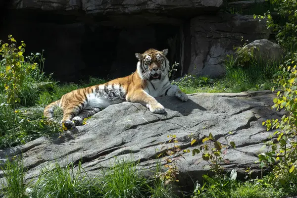 Görkemli bir kaplan yeşil yapraklar ve doğal taşlarla çevrili güneşli bir kayanın üzerinde dinleniyor.. 