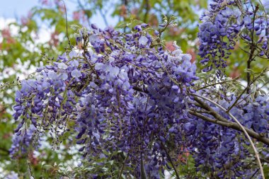 Gümüş yeşili yapraklara sahip engebeli bir ağaç çerçeveye dallarını uzatarak yumuşak yeşil çimenlere ve arka planda kırsal toprak duvarına zıt düşüyor. Sahne hazır.