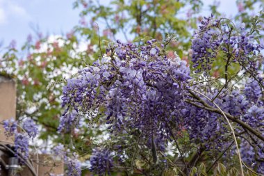 Gümüş yeşili yapraklara sahip engebeli bir ağaç çerçeveye dallarını uzatarak yumuşak yeşil çimenlere ve arka planda kırsal toprak duvarına zıt düşüyor. Sahne hazır.