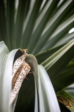Kurumuş kapsülle çöl yaprağına yakın çekim. Makro fotoğraf bir çöl bitkisinin detaylı dokusunu gösteriyor, muhtemelen bir tür agave ya da yukka. Yüksek kalite fotoğraf