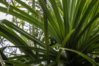 Kurumuş kapsülle çöl yaprağına yakın çekim. Makro fotoğraf bir çöl bitkisinin detaylı dokusunu gösteriyor, muhtemelen bir tür agave ya da yukka. Yüksek kalite fotoğraf