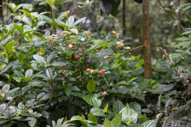 Çiçekleri kırmızı ve yemyeşil olan tropik bir bahçe. Bereketli bir tropikal bahçenin fotoğrafında çeşitli canlı yeşil yapraklar ve çiçek açan kırmızı-turuncu çiçekler sergileniyor. Yüksek kalite fotoğraf