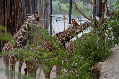 Hayvanat bahçesi etrafındaki yeşil yapraklı dallarla beslenen bir zürafanın yakın plan fotoğrafı. Zürafalar belirgin desenli paltolar ve uzun boyunlar yaprakları kemirmek için uzanırken açıkça görülüyorlar.