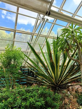 Cam Çatı Altındaki Sera Vahası