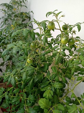 Kapalı alanlarda yetişen taze yeşil kiraz domateslerinin canlı renklerini ve sağlıklı görünümlerini gösteren yakın plan görüntüsü..