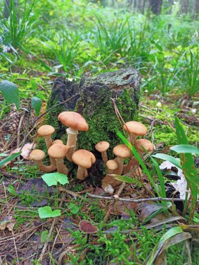  Ballı mantar kümesinin (Armillaria) ormandaki bir ağaç kütüğünün etrafında büyüyen karamsar ve atmosferik bir görüntüsü..