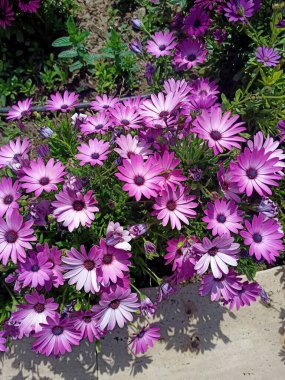 Güneşli bir günde Mor Papatyalar