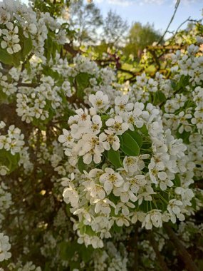 İlkbaharda Çiçekli Armut Ağacının Yakın Çekimi