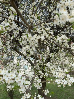 Beyaz çiçekli bir erik ağacının yakın çekimi