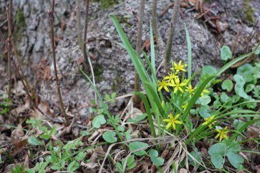 İlkbaharın başlarında açan ilk Sarı Çuha Çiçekleri