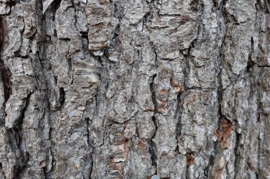 Baharın başında sessiz bir ormanda bir ağaç gövdesinin detaylı bir görüntüsü.