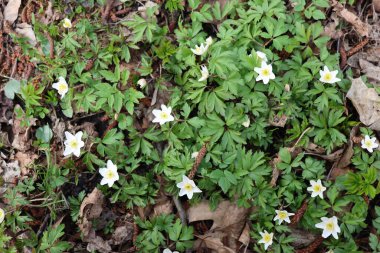  İlkbaharın başlarında açan ilk kardamlası