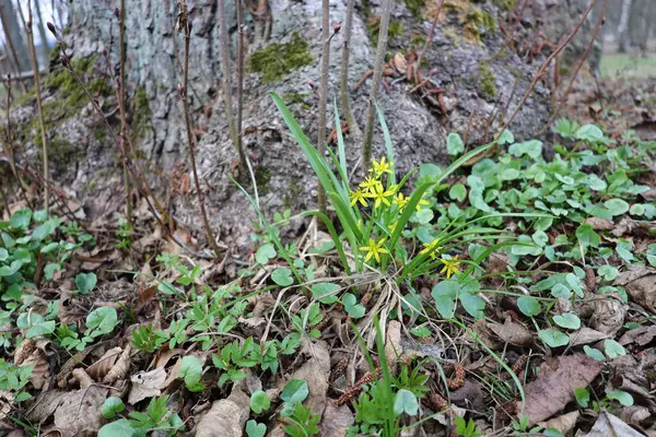  İlkbaharın başlarında açan ilk Sarı Çuha Çiçekleri