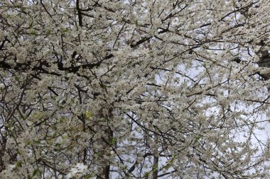 Baharda Beyaz Çiçeklerle Çiçekli Ağaç Taç