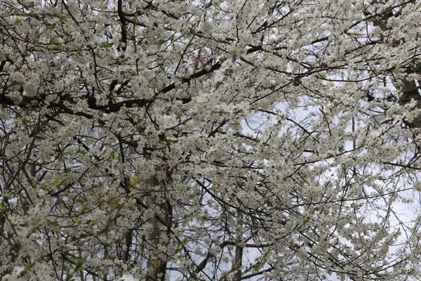 Baharda Beyaz Çiçeklerle Çiçekli Ağaç Taç