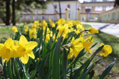 Güneşli bir günde hayat dolu bir sarı nergis kümesini yakalayan yatay bir fotoğraf.