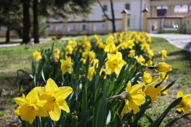 Güneşli bir günde hayat dolu bir sarı nergis kümesini yakalayan yatay bir fotoğraf.