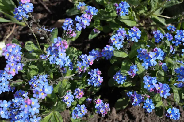 Güneşli bir günde Açan Mavi Beni Unut Notları