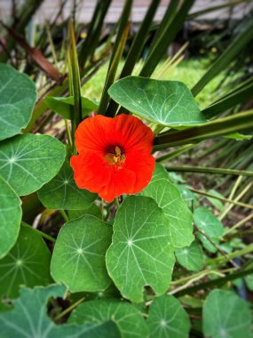 Canlı, turuncu, yeşil yapraklarla çevrili bir nasturtium çiçeğinin yakın plan fotoğrafı. Resim, çiçeğin doğal güzelliğini vurgulayarak yemyeşil çevreyle çelişen parlak rengini gösteriyor..
