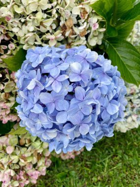 Pembe ve beyaz çiçeklerle çevrili canlı bir mavi ortanca çiçeğinin yakın çekimi, bahçenin güzelliğini ve çeşitliliğini yakalıyor ve yemyeşil bir zemin üzerine kuruluyor..