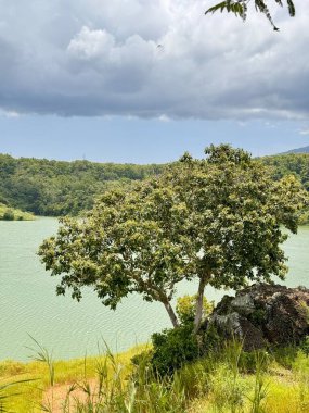 Bereketli yeşil bir ağaç, bulutlu bir gökyüzünün altında, sık ormanlarla çevrili sakin bir gölün yanında duruyor. Bajulmati Barajı Situbondo