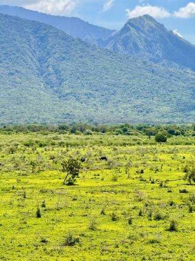 Engin bir savana manzarası seyrek bitki örtüsü ve arka planda belirgin bir dağ parçalı bulutlu bir gökyüzünün altında. Baluran Ulusal Parkı Situbondo.