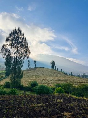 Yuvarlanan tepelerden oluşan sakin bir manzara, gökyüzüne karşı duran uzun bir ağaç silueti ve arka planda bir dağ. Sahne yumuşak ışıkla yıkandı. Brakseng Cangar Batu.