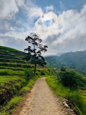 Bereketli yeşil tarlalarda, parçalı bulutlu bir gökyüzünün altında yapayalnız bir ağacın dolambaçlı yolu manzarası. Brakseng Cangar Batu.