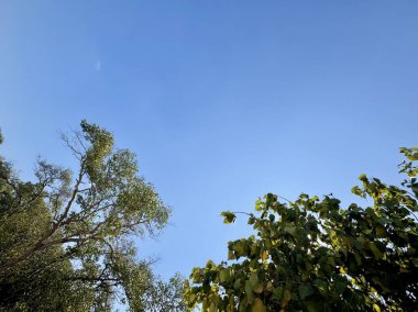 Önünde yeşil ağaç tepeleri olan açık mavi gökyüzü, sakin ve doğal bir manzara yaratıyor. Ağaç Örtüsü