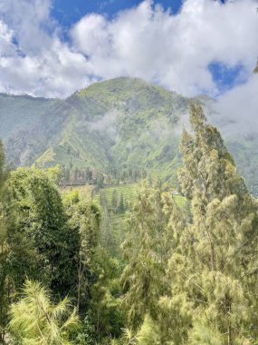 Ağaçlar ve bulutlarla dolu yemyeşil bir dağ manzarası. Bromo Ulusal Parkı, Endonezya