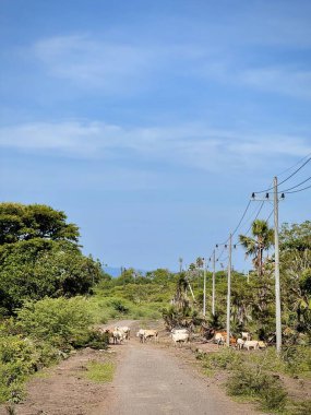 A rural landscape featuring a dirt road lined with power poles, surrounded by lush greenery and trees. Cattle are grazing along the road under a blue sky. Baluran National Park, SItubondo, Indonesia clipart