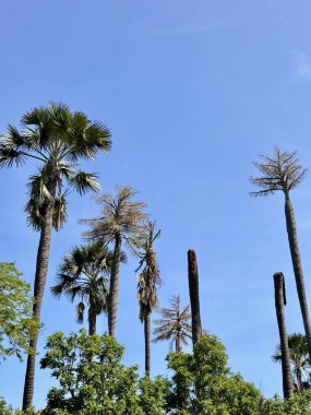 Birbiri üstüne dizilmiş tomurcuk yüklü yüksek hurma ağaçları da vardır. Onlardan kimi birbirine benzer, kimi benzemez. Tabandaki yemyeşil yapraklar görülebilir. Baluran Ulusal Parkı, SItubondo, Endonezya