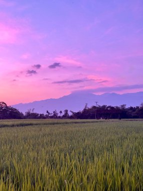 Gün batımında yemyeşil pirinç tarlasının göz kamaştırıcı manzarası, altın güneş ışığı manzaranın üzerine sıcak bir ışık saçıyor. Uzak dağlar, akşam gökyüzünün yumuşak renkleriyle huzurlu bir zemin oluşturur..
