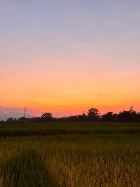 Çarpıcı bir günbatımı, canlı yeşil pirinç tarlalarının üzerinde sıcak turuncu, pembe ve mor renkler ile gökyüzünü boyar ve sakin bir kırsal alan yaratır. Siluetli ağaçlar bileşime derinlik ekler