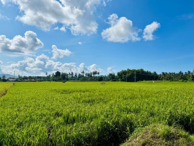Canlı yeşil pirinç tarlaları, hindistan cevizi ağaçları ve bulutlarla dolu berrak gökyüzü.