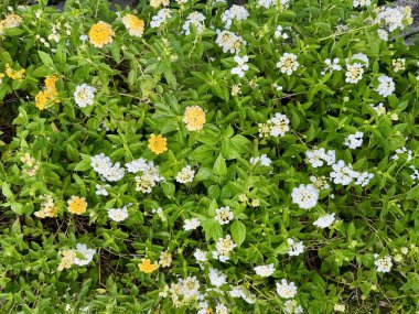 Çayır çimlerine saçılmış doğal çiçekler