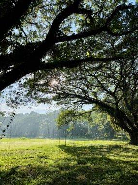 Gölgeli ağaç ve çayır manzarası sakin