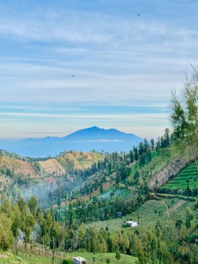 Arka planda ikonik Arjuno Dağı olan yemyeşil yamaçlar