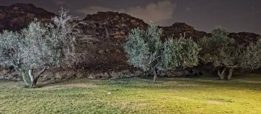 Engebeli dağların arka planında aydınlatılmış zeytin ağaçlarının yer aldığı gece manzarası dingin ve gizemli bir atmosfer yaratıyor. Işık ve gölgelerin karışımı doğanın güzelliğini arttırır..