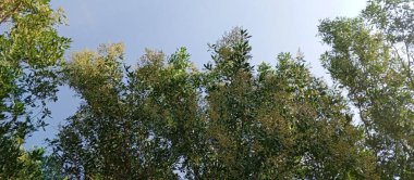 Şehir ortamında yemyeşil çimenler, ağaçlar ve gölgeli alanlar, yürüyüş yolu ve banklar, dinlenme ve dinlenme için huzurlu bir açık hava ortamı sağlıyor..