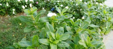 Taze, canlı yaprakları ve çiçek açmaya başlayan küçük beyaz çiçekleri olan yemyeşil bitkilerin yakın çekimi. Arka plan ek yeşillik ve yumuşak doğal elementlerden oluşuyor. Huzurlu ve ferahlatıcı bir bahçe manzarası yaratıyor..