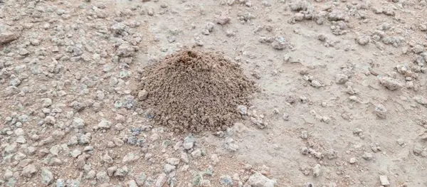 Karınca tepeciğinin kuru, kayalık toprağa yakın çekimi, doğanın karmaşık yapısını ve engebeli bir açık havada böcek yaşamının dayanıklılığını vurguluyor..