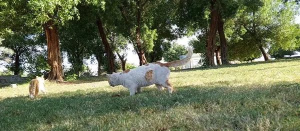Suudi Arabistan 'ın Medine kentindeki yeşil bir parkta, uzun ağaçlar ve otlarla çevrili iki sokak kedisi, huzurlu bir doğal ortam yaratıyor..