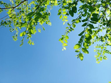 Bir ağacın yeşil yaprakları, parlak mavi bir gökyüzüne karşı, alçak bir açıyla çekilmiş, canlı ve canlı görünüm sergiliyor..