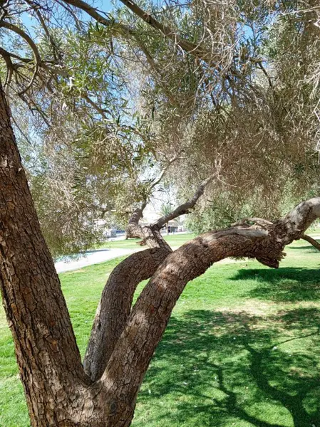 Kaba desenli bir ağaç kabuğu ve dalları açık mavi gökyüzünün altındaki yemyeşil çimlerin üzerine karışık gölgeler bırakıyor..