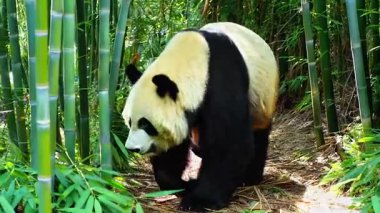 Kabarık tüylü dev bir panda, yemyeşil ile çelişen siyah beyaz kürkü ile yemyeşil bir bambu ormanında gezinir. Güneş ışığı, yavaşça ve merakla hareket eden ışığı filtreler.