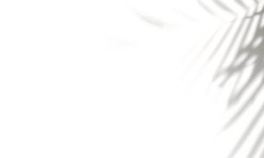 Yaprakların yumuşak doğal gölgelerine sahip minimalist beyaz arkaplan, temiz ve modern tasarım projeleri için ideal.