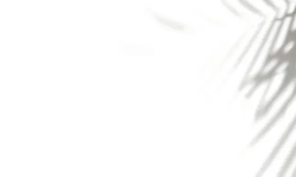 Yaprakların yumuşak doğal gölgelerine sahip minimalist beyaz arkaplan, temiz ve modern tasarım projeleri için ideal.